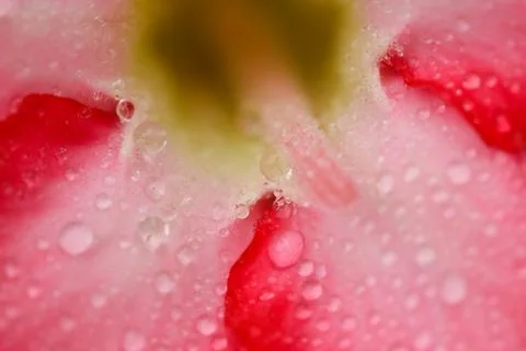 Desert rose Фото