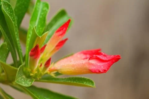 Desert rose 스톡 사진
