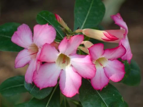Desert rose Stock Photos