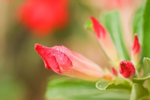 Desert Rose 스톡 사진