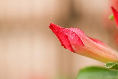 Desert Rose 스톡 사진