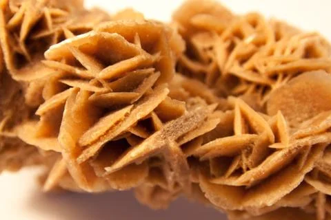 Desert rose Stock Photos