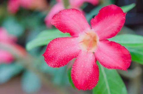 Desert Rose Foto stock