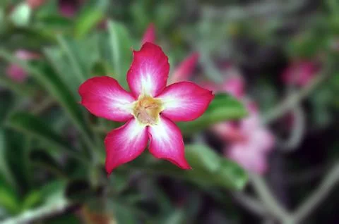 Desert Rose Stock Photos
