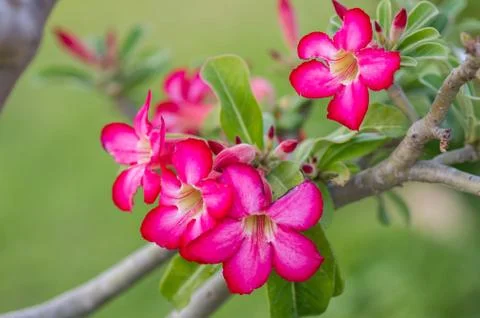 Desert Rose Stock Photos