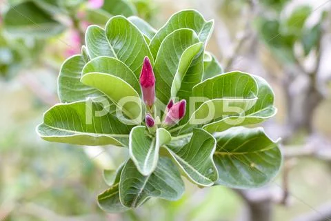 Desert Rose Stock Photos