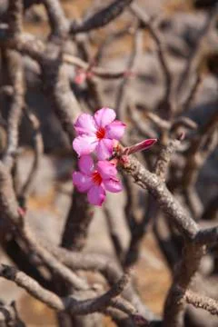 Desert Rose Stock Photos