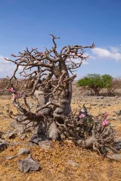 Desert Rose Stock Photos