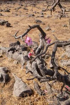 Desert Rose 스톡 사진