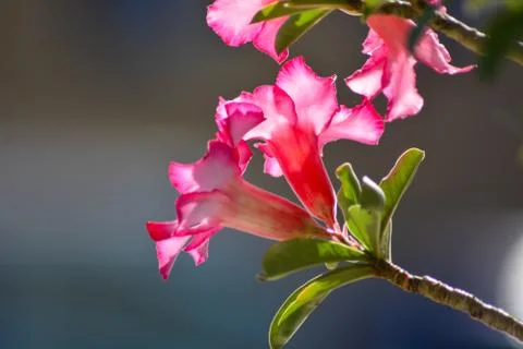 The Desert Rose Stock Photos