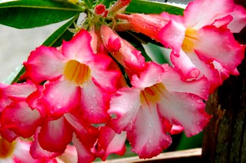 Desert rose Fotos Stock