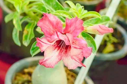 Desert Rose Stock Photos