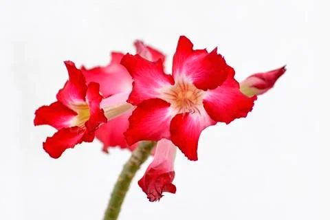 Desert Rose Foto stock