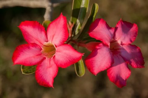 Desert rose Stock Photos