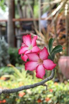 Desert rose Stock-Fotos