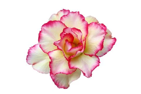 Desert Rose Stock Photos