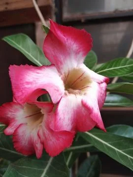 Desert rose Stock Photos