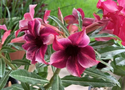 Desert rose Stock Photos