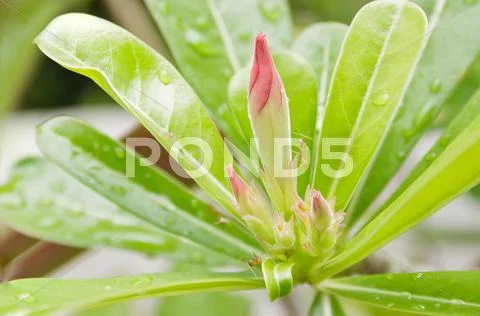 Desert rose /pink impala lily Stock Photos