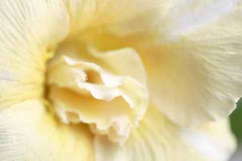 Desert Roses Stock Photos