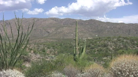 Desert with saguaro cactus Stock Footage 500657