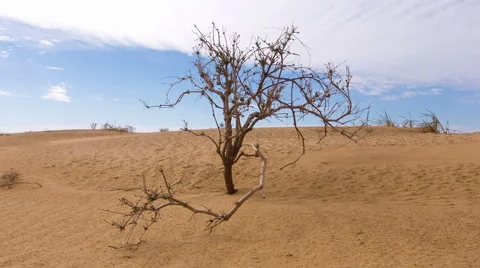 Desert sand dunes Stock Footage 49517611