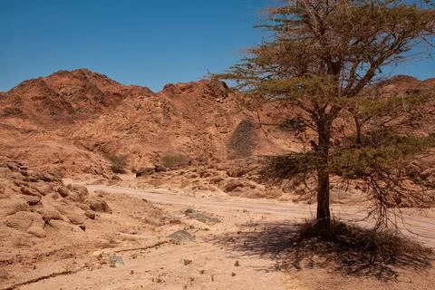  desert, sand in Egypt Stock Photos