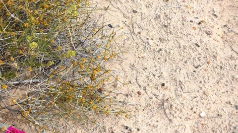 Desert Sand to Flowering Cactus Видео 37125155