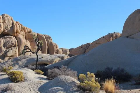 Desert scene Stock Photos
