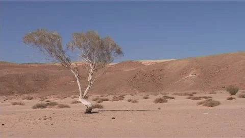 Desert Scene with Solitary Tree Stock Footage 285902605