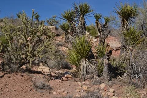 Desert Scenery Stock Photos