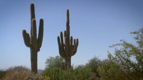 Desert scenic - Two Cactuses and sky Stock Footage 82912940