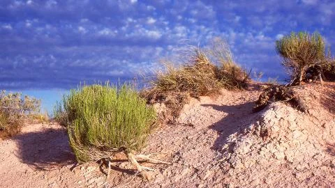 Desert scrub Stock Photos