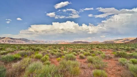 Desert scrubland 写真素材
