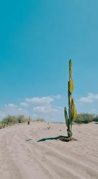 Desert Sentinel 写真素材