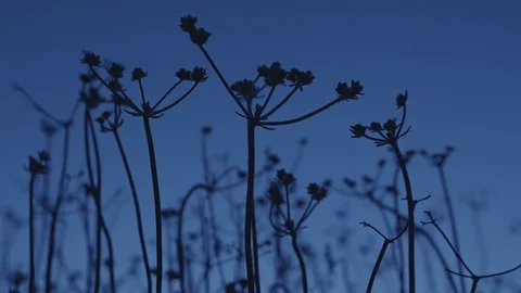 Desert Shrub at dusk Vídeo Stock 100193567