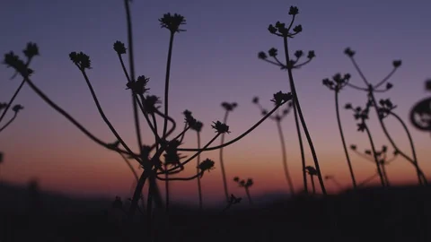 Desert Shrub at sunset Vídeo Stock 100193559