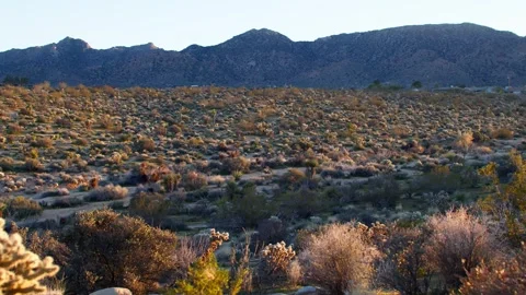 Desert Shrubland and Mountain Range in Joshua Tree National Park, California Stock Footage 340921627
