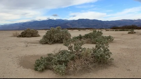Desert Shrubs 2 Video stock 104853007