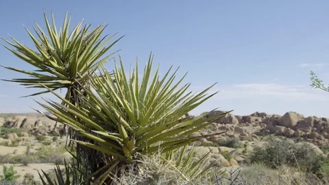 Desert Shrubs 4k Slide Stock Footage 79662149