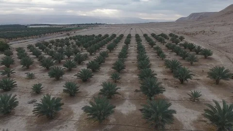 Desert Shrubs Aerial Stock Footage 71006617