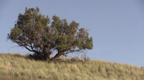 Desert Shrubs Various 動画素材 62577116