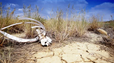 Desert Skeleton dolly shot.  Video stock 26293980