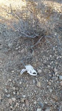 Desert Skull 2 Stock Photos