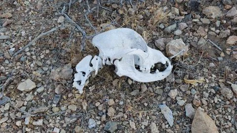 Desert Skull Stock Photos