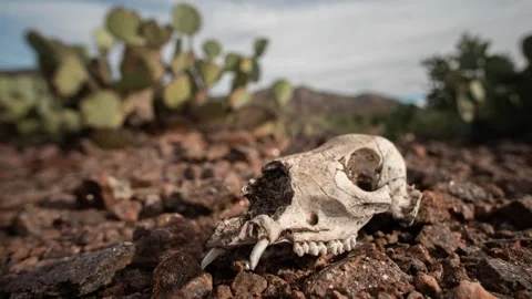 Desert Skull Time Lapse Video stock 274867727