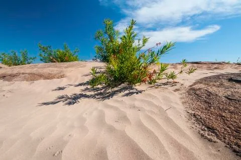 Desert with small tree in blue sky Stock Photos