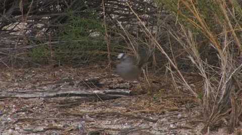 Desert Sparrow 4 Stock Footage 10610613