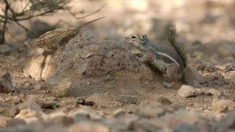 Desert spiny lizard and squirrel in the desert Stock Footage 267095105