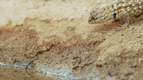 Desert spiny lizard catches prey  Stock Footage 267094923